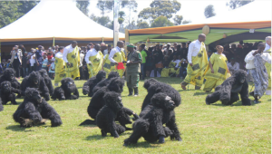 https://albertinetours.com/kwita-izina-gorilla-naming.html