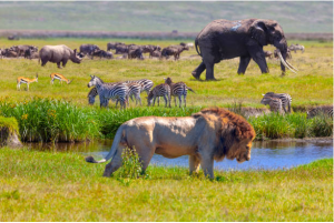 https://www.kenyawildlifetours.com/serengeti-national-park/
