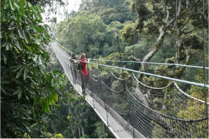 https://www.discoverafrica.com/faq/when-is-the-best-time-to-visit-nyungwe-forest-national-park/