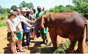 https://gracepattecotourskenya.org/david-sheldrick-elephant-orphanage-giraffe-center-day-tour/