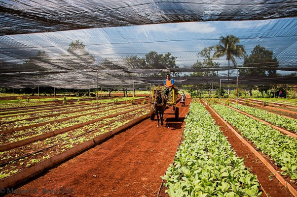 Urban farming in Cuba.