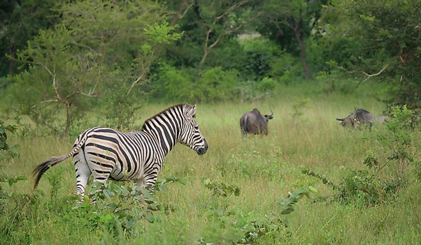 Fazao-Malfakassa National Park