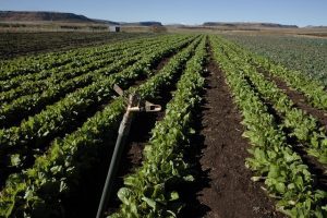 Agriculture in Lesotho