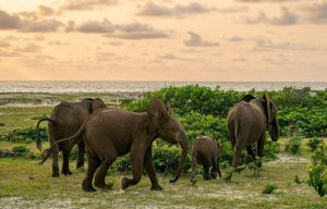 Loango National Park