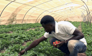 Agriculture in Senegal