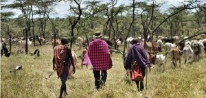 Maasai elders choose livestock to pay dowry.