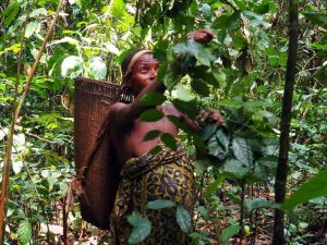 A Pgymy Woman Gathering Fruits