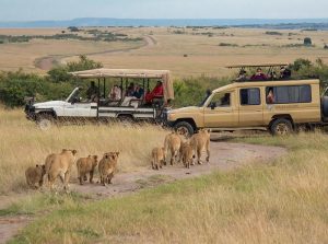 Safari Tour