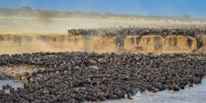 Wildebeest Migration