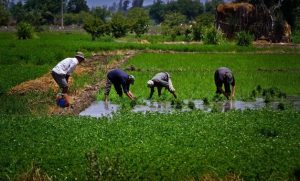 Agriculture