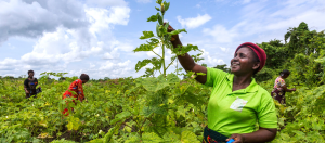 Agriculture and Agribusiness