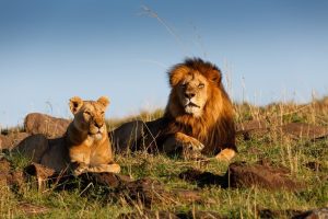 Lions at Maasai Mara