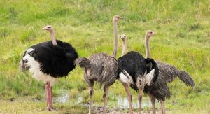 Ostriches at Maasai Mara