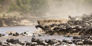 Wildebeest Migration at Maasai Mara