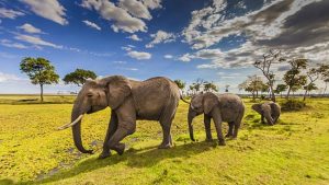 Wildlife at Maasai Mara